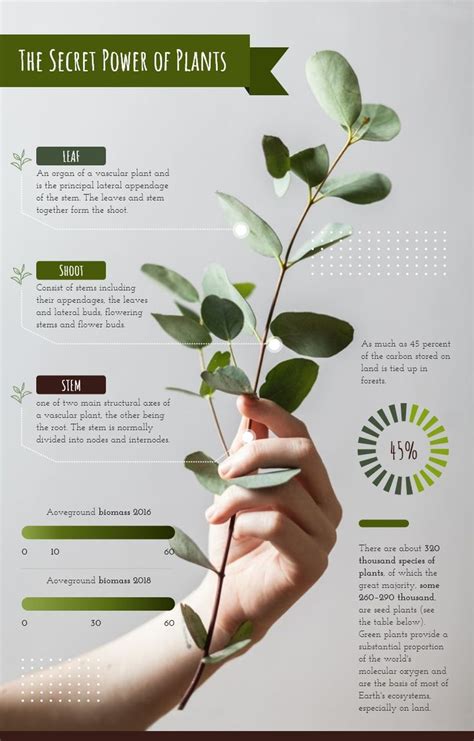 Plant Infographic Template